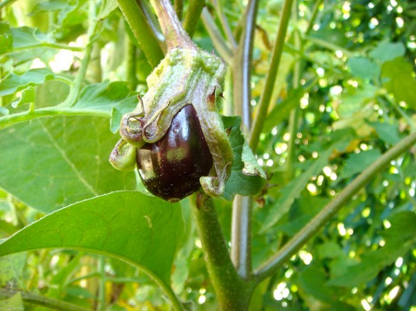 Albergínia, de Javier Leiva Albergínia, de Javier Leiva