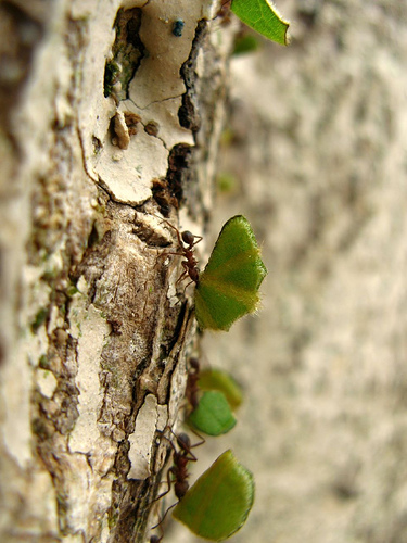 "Fila de formigas desfolhando árvore", de Mauro Guanandi