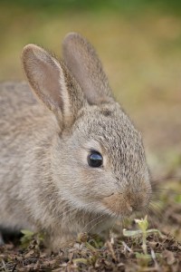 "Urban bunnies", de Nick Thompson