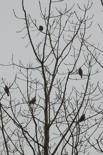 "birds hanging out", David De Hetre