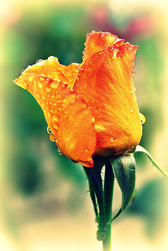 "Rose of Friendship", de Mubina H