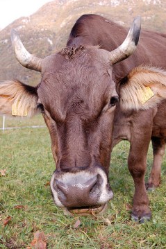 "Swiss cow", d'Ashleigh Nushawg