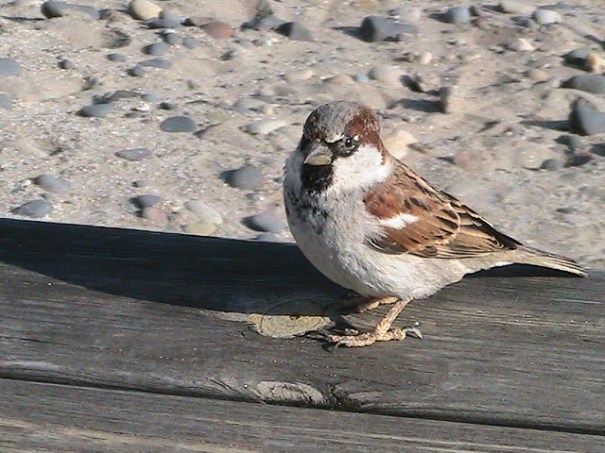 Ocell, d'Aiguaclara Ocell, d'Aiguaclara