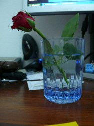 "067/366 - Rose", d'Arria Belli