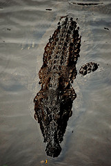 "Mugger Crocodile (Crocodylus palustris)", de Dhruvaraj S. "Mugger Crocodile (Crocodylus palustris)", de Dhruvaraj S.