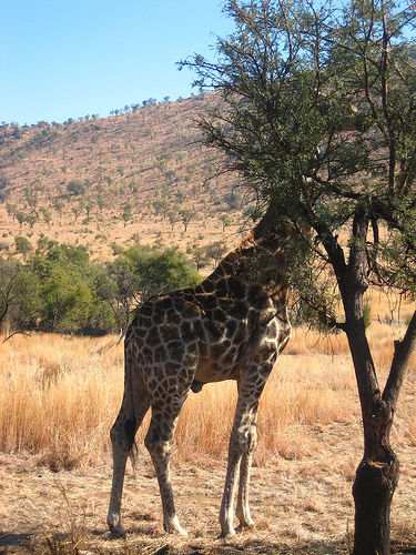 "Africa teaser", de Betsy