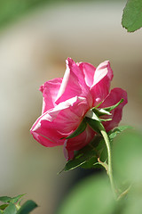 Roses, de Carly Lesser