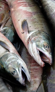 "Fish", Evgeny Galanin, Flickr