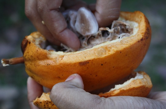 Cacau, de Karina Santos, Flickr