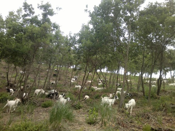 #1catala1cabra, campanya en defensa d'una gestió sostenible del bosc