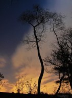 "Night Peeks", de Furryscaly (Matt Reinbold), al Flickr