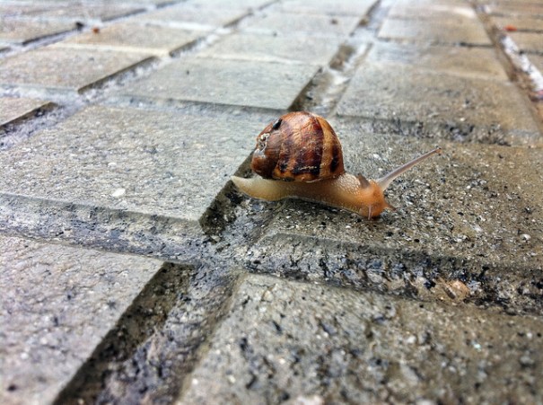 "Cargol treu banya", de Maria VD, al Flickr