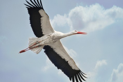"Stork #3 - In flight", de Linda (jinterwas) al Flickr