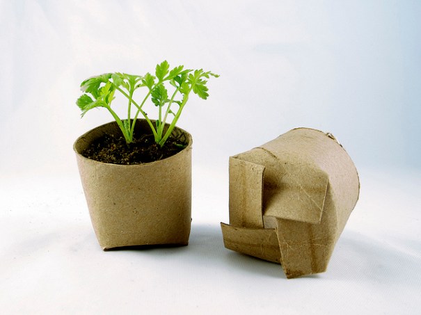 "Seedling in a toilet paper roll repurposed as a mini planting pot", de girlingearstudio, Flickr
