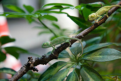 "Chameleon", de Themonnie, Flickr
