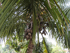 "Coconut tree", de Technofreak, Flickr