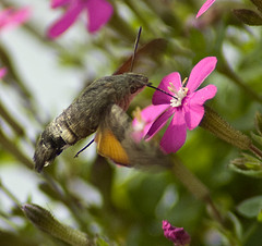 Borinot, de Jordi Hernández, Flickr