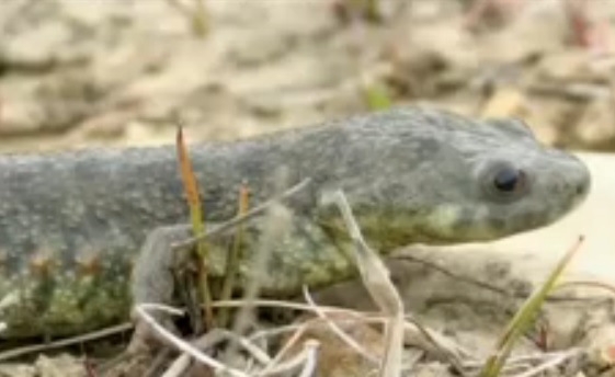 Tritó, imatge del reportatge Els tritons a Catalunya