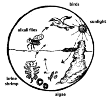 Xarxa tròfica particular del llac Mono. Extret de la South Tufa A self-guided walking tour of Mono Lake