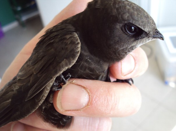 Falciot, www.falciotnegre.com